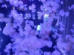 -海合安青岛极地海洋公园