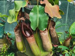 -国家植物园南园