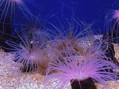-上海海洋水族馆