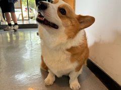 -猫里有甜