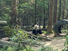 -都江堰中华大熊猫苑