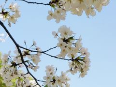-新虹桥中心花园