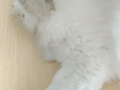 -瞄一喵猫咖(格力海岸店)