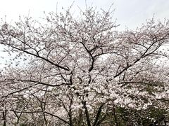 -中国茶叶博物馆(双峰馆区)