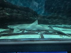 -上海海洋水族馆