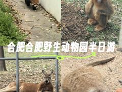 -合肥野生动物园