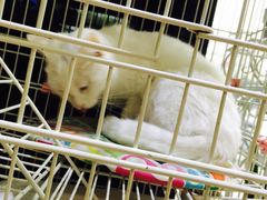 -熊猫邮局(少城店)