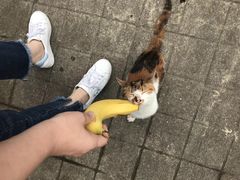 -叶家花园