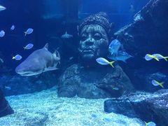 -暹罗海洋世界