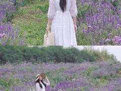 -紫颐香薰山谷景区