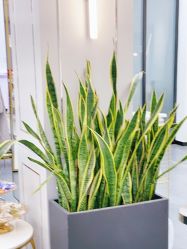 -FUTURE HN男士发型风格设计