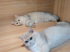 -猫十亿·布偶金渐层·曼基康矮脚猫舍(青年路店)
