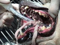 -纳吉亚猫专科动物医院博雅分院