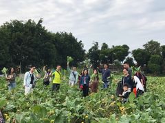 -荔枝红五号农庄