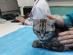 -欧奕国际动物医院