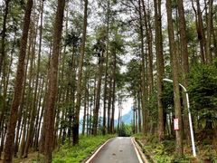 -重庆睡佛山森林公园