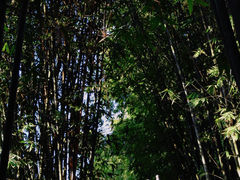-望江楼公园