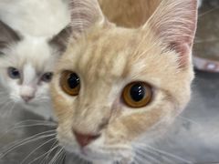 -楼上猫咖(罗湖店)