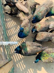 -萌宠亲子动物乐园(槐房万达店)