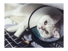 -喜多萌中农锦绣动物医院24H·猫科·牙科MRI·CT
