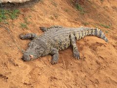 -石家庄市动物园