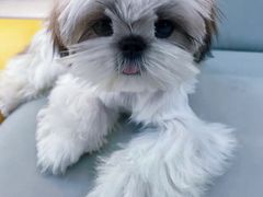 -翊宠yipet猫狗购宠庄园犬舍•猫舍