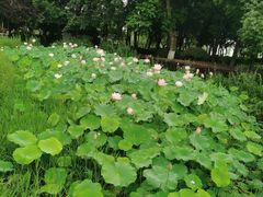 -金银湖国家城市湿地公园