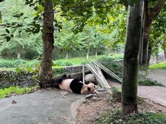 -都江堰中华大熊猫苑