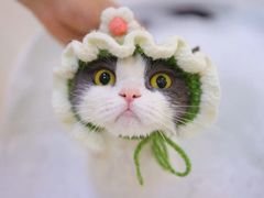 -momokira米努特·德文卷毛猫·棉花面纱犬