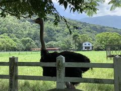 -瑞穗牧场