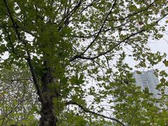 -龙头寺公园