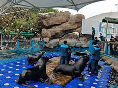 -海合安成都极地海洋公园