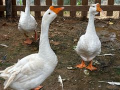 -光明小镇欢乐田园