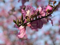 -火炉山森林公园