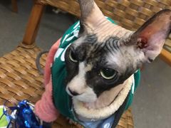 -猫色咖啡·猫咖