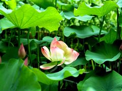 -花之城