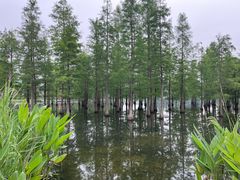 -白鹭湾湿地公园
