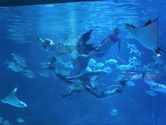 -烟台海昌鲸鲨海洋公园