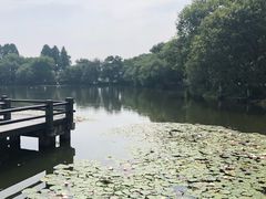 -西湖外事游船(花港观鱼码头)