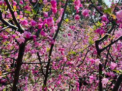 -高东镇樱花园