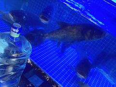 千岛湖大花鲢-姜君·千岛湖鱼头馆(浦东大道店)