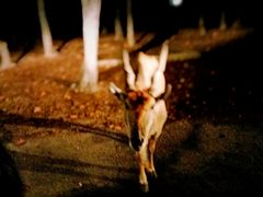 -清迈夜间动物园