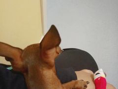 -瑞鹏宠物医院·爱宠堂·骨外专科(西荷分院)