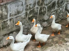 -丽泽山庄·生态怀柔菜·虹鳟鱼(红螺寺店)