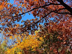 -北京西山国家森林公园