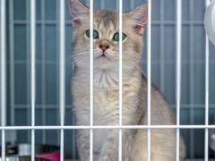 -翊宠yipet猫狗购宠庄园犬舍•猫舍