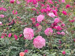 -人民公园(罗湖区)