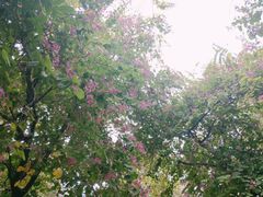 -甜蜜蜜(昌乐园店)
