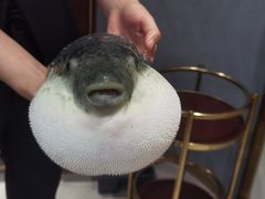 -鲐赏河豚(长寿店)