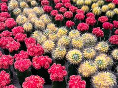 -南山植物园